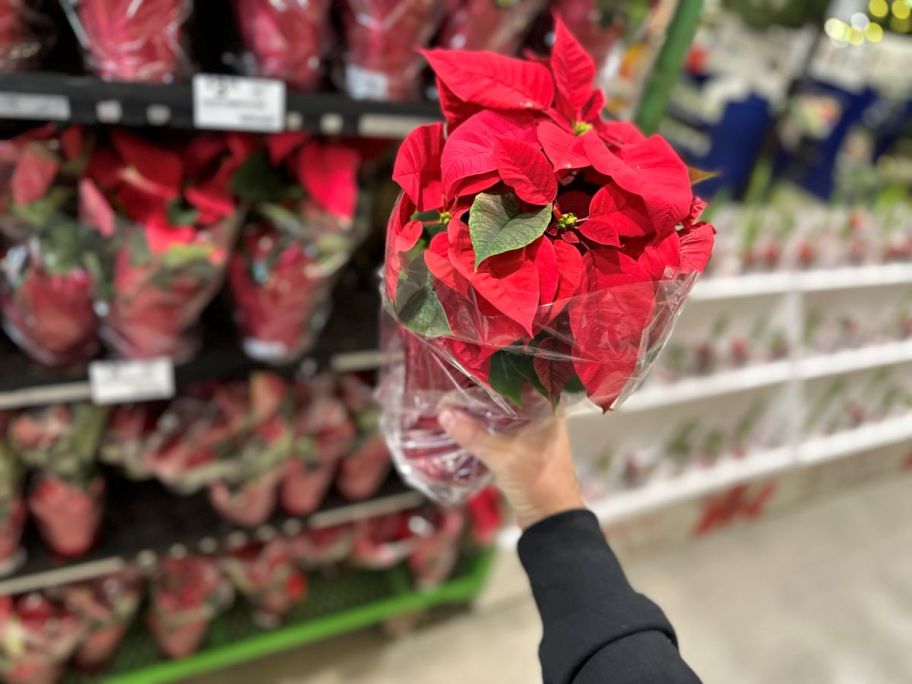 woman holding a Poinsettia