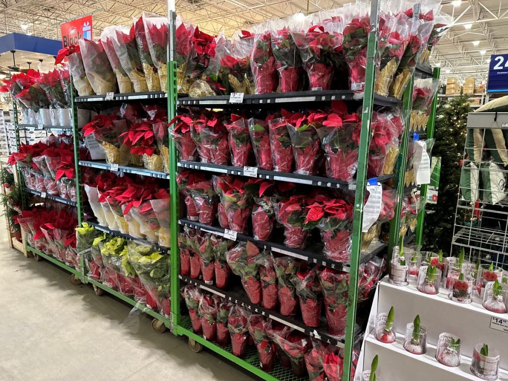 Poinsettias at Lowe's