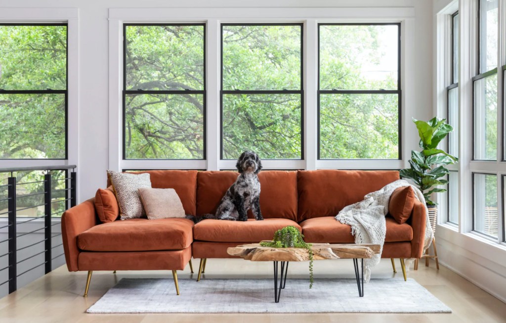 dog sitting on rust colored sectional sofa
