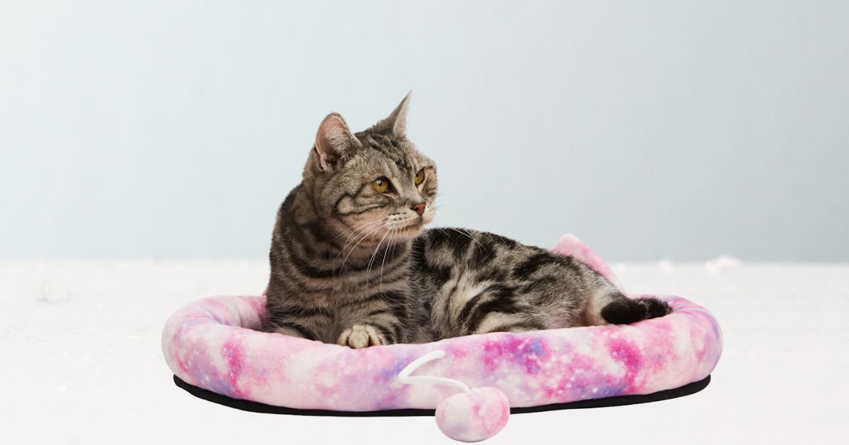 cat sitting in tye dye pet bed