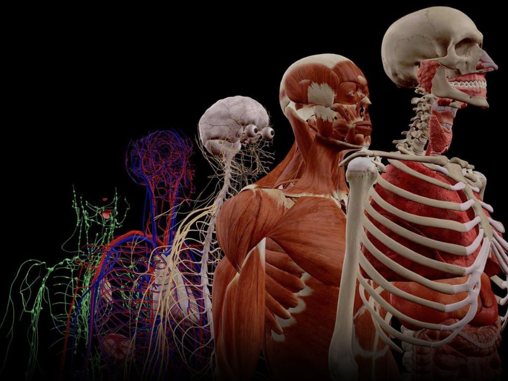 human anatomy app