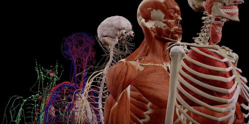 Human Anatomy Atlas 2023 Complete 3D Human Body App Just 99¢ (Regularly $25) | iPhone or Android