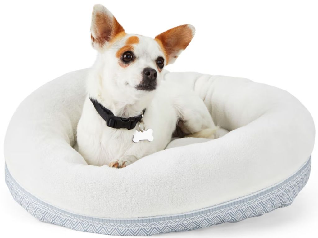 small white and brown dog laying in white and blue small dog bed