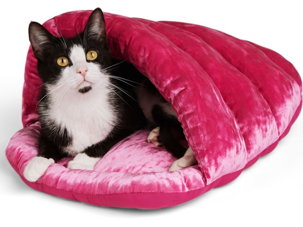 white and black cat laying in pink pet bed