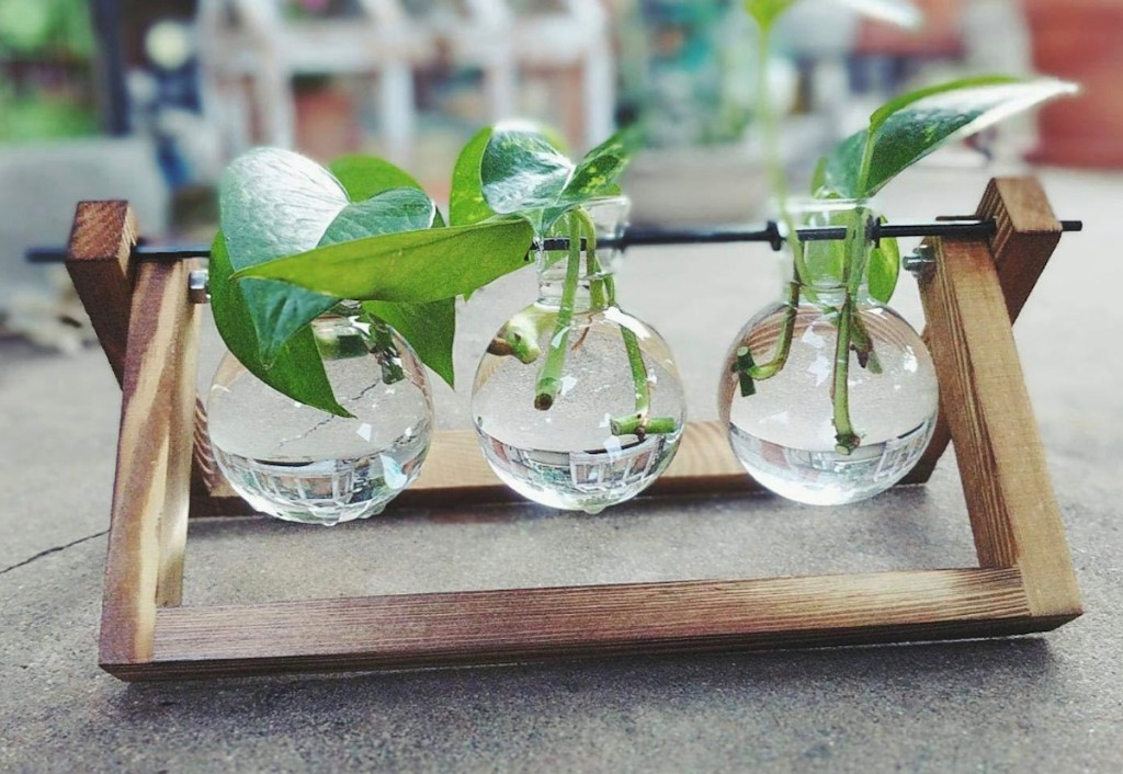 propagation wood stand with pothos clippings in glass jars