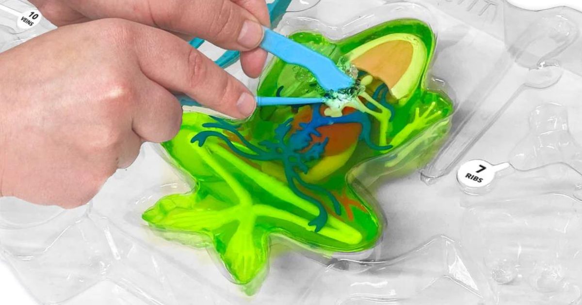 Two hands performing a simulated frog dissection 