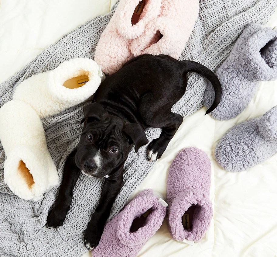 dog laying with dearfoams booties on blanket