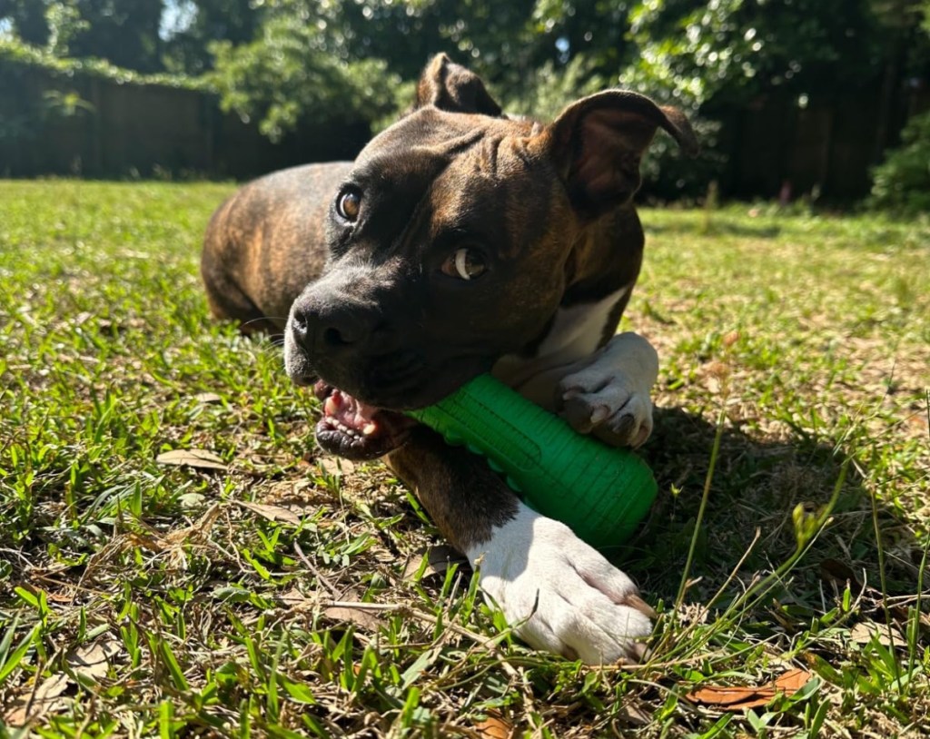 Crocodile Dog Toy for aggressive chewers