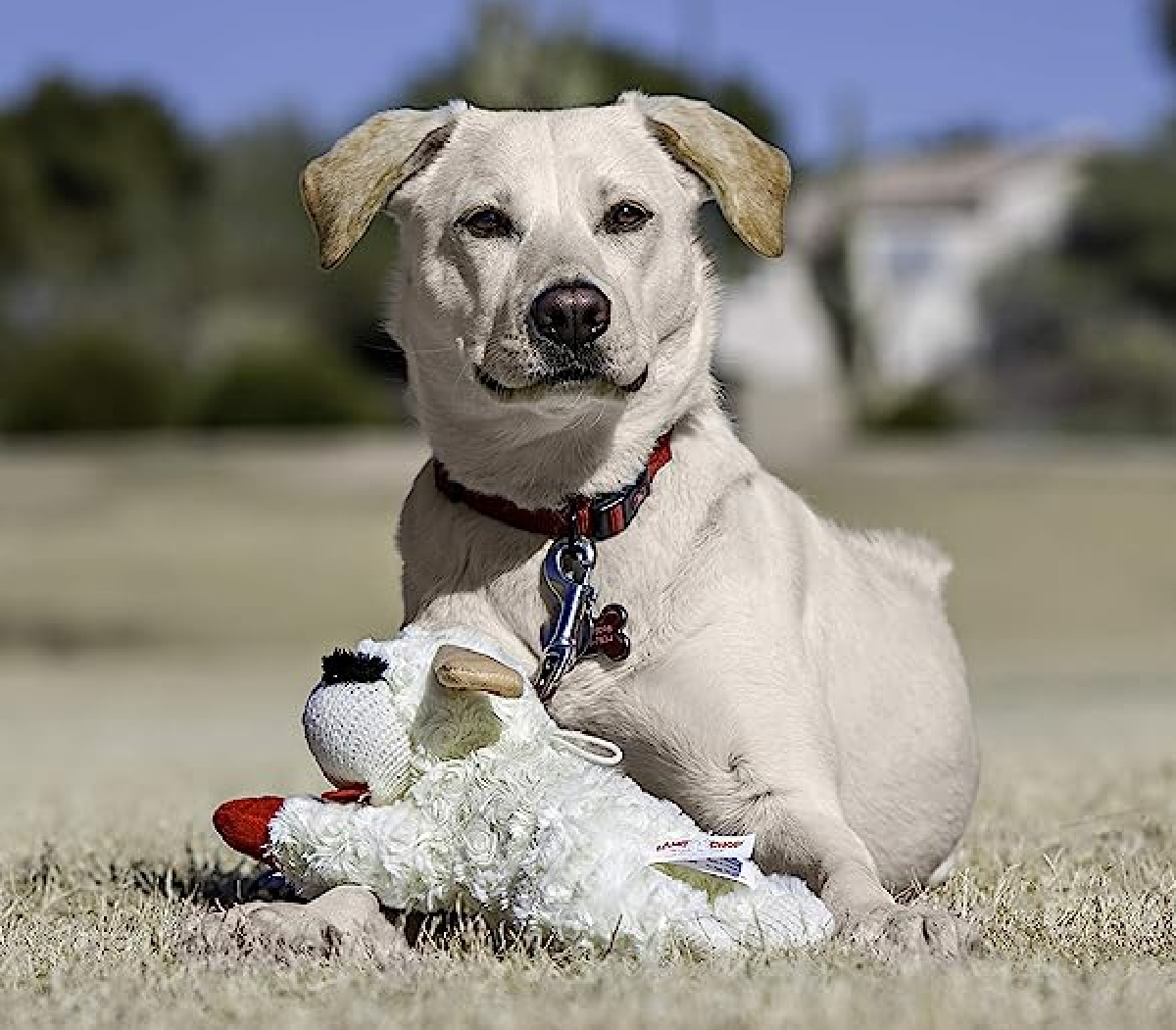 Lampchop dog toy is one of the best amazon stocking stuffers for dogs