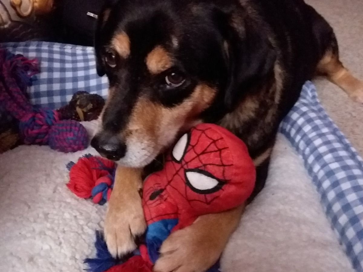 Dog holding a plush spiderman dog toy