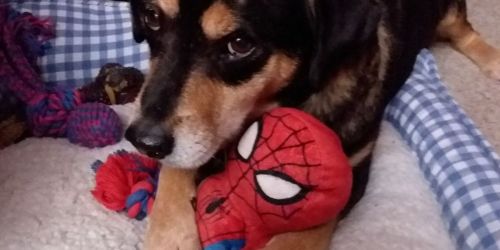 Amazon Pet Toys and Accessories from $1 Each | Darth Vader, Spider-Man & More
