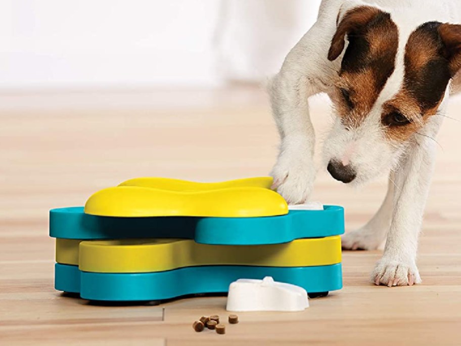 dog playing with yellow and blue treat puzzle on floor