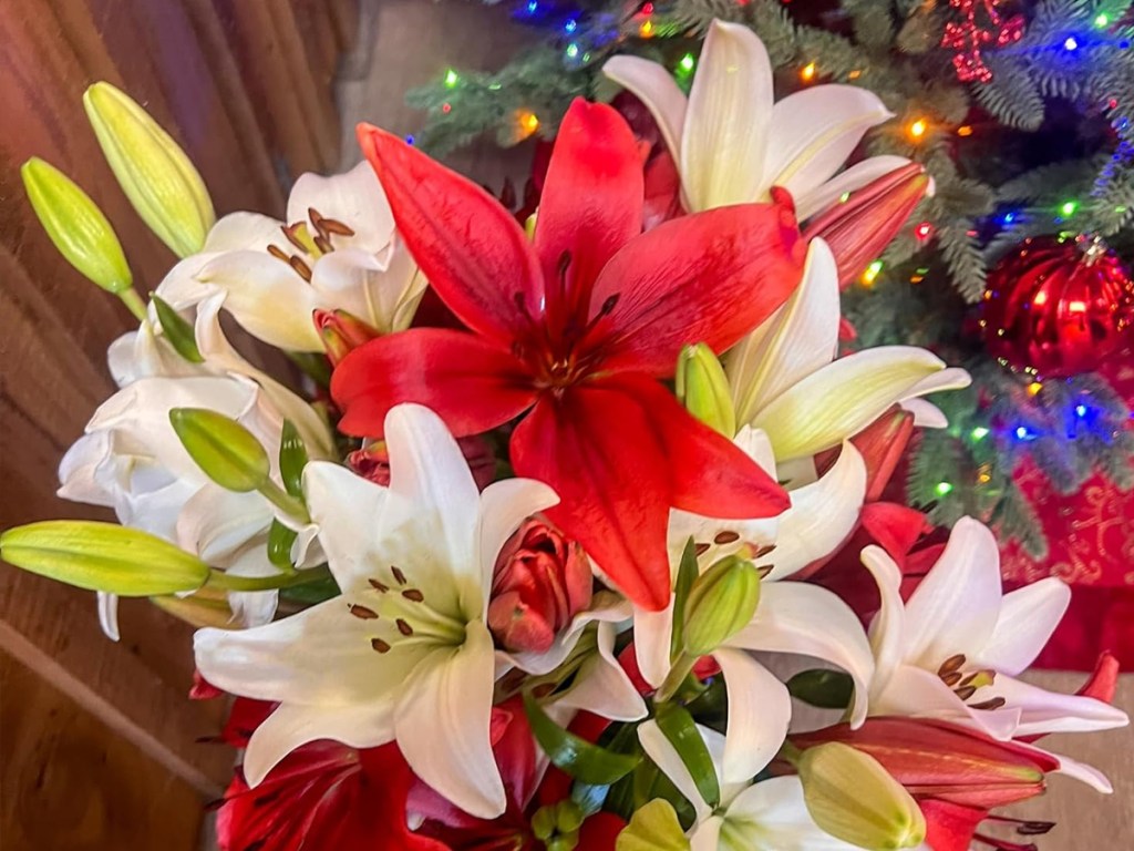 bouquet of red and white lilies near Christmas tree