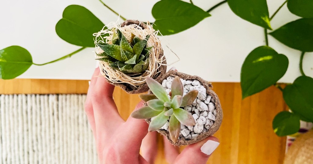 hands holding two small succulents