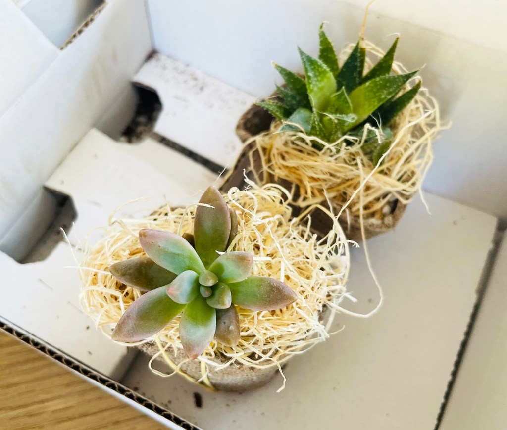 two baby succulents in white box
