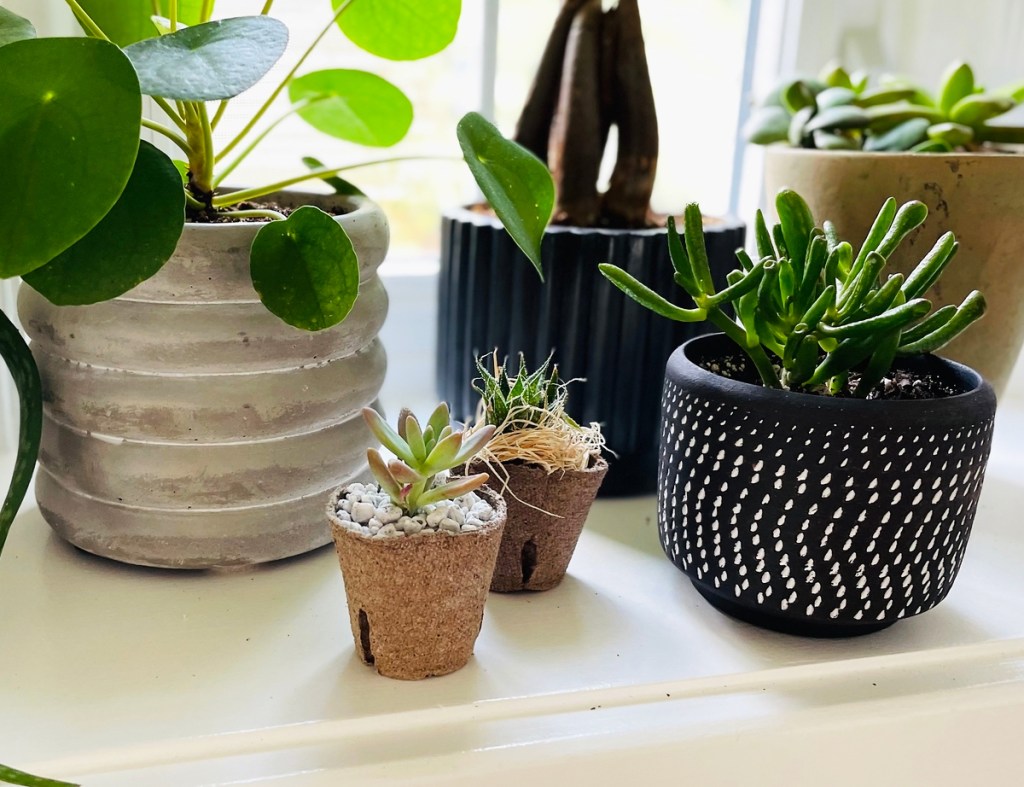 plants and succulents by window