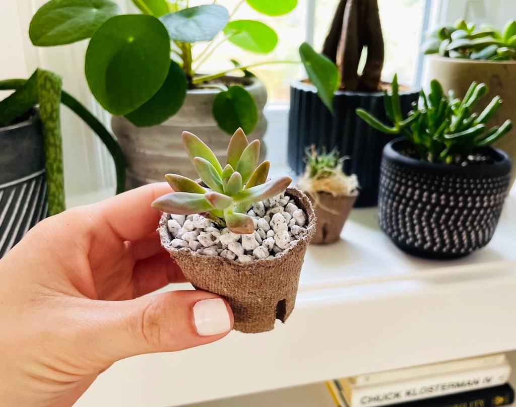 hand holding a mini succulent