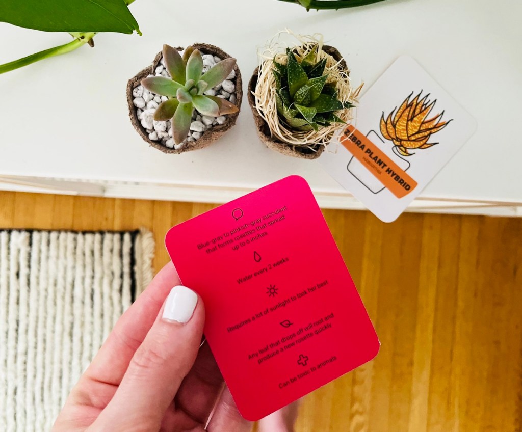 holding up care card for succulents