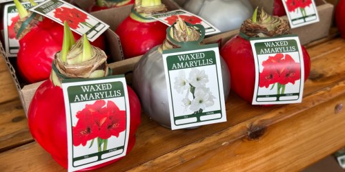 Waxed Amaryllis Bulbs Just $7.99 at Trader Joe’s | Unique Gift Idea (No Water Needed!)