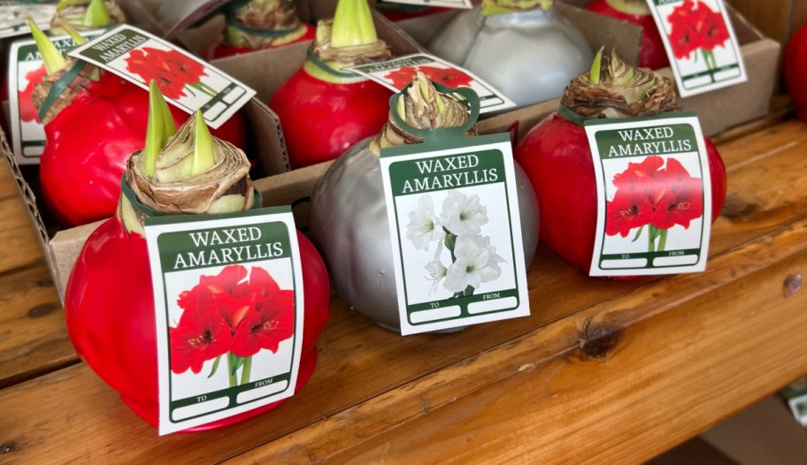 waxed amaryllis bulbs at trader joe's