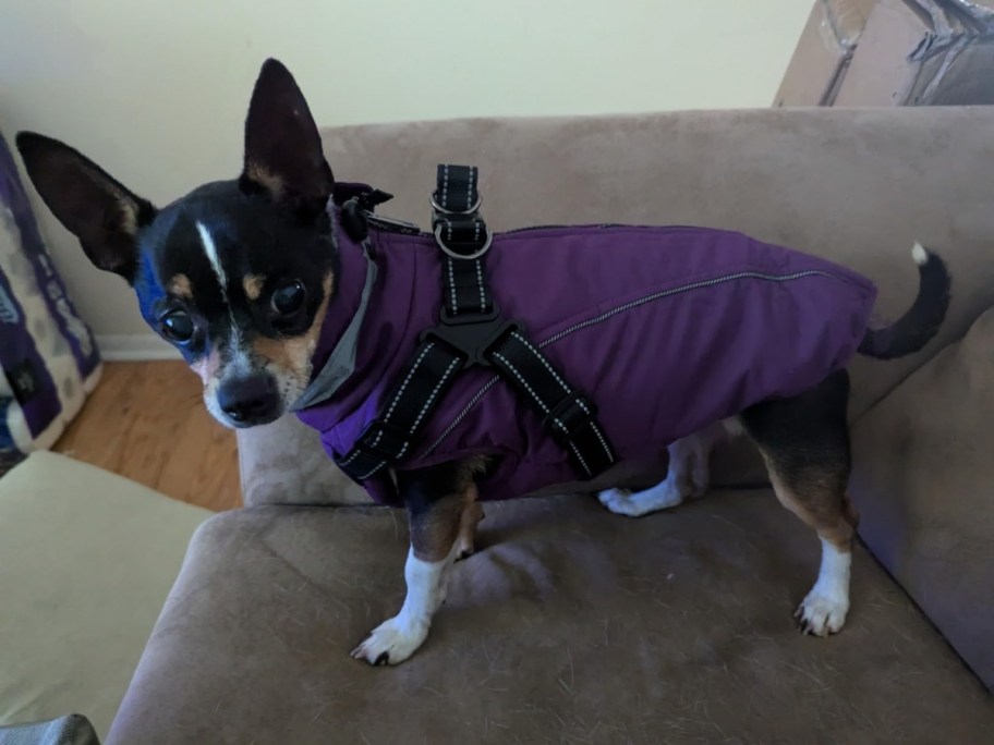 a black and white chihuahua in a purple dog coat