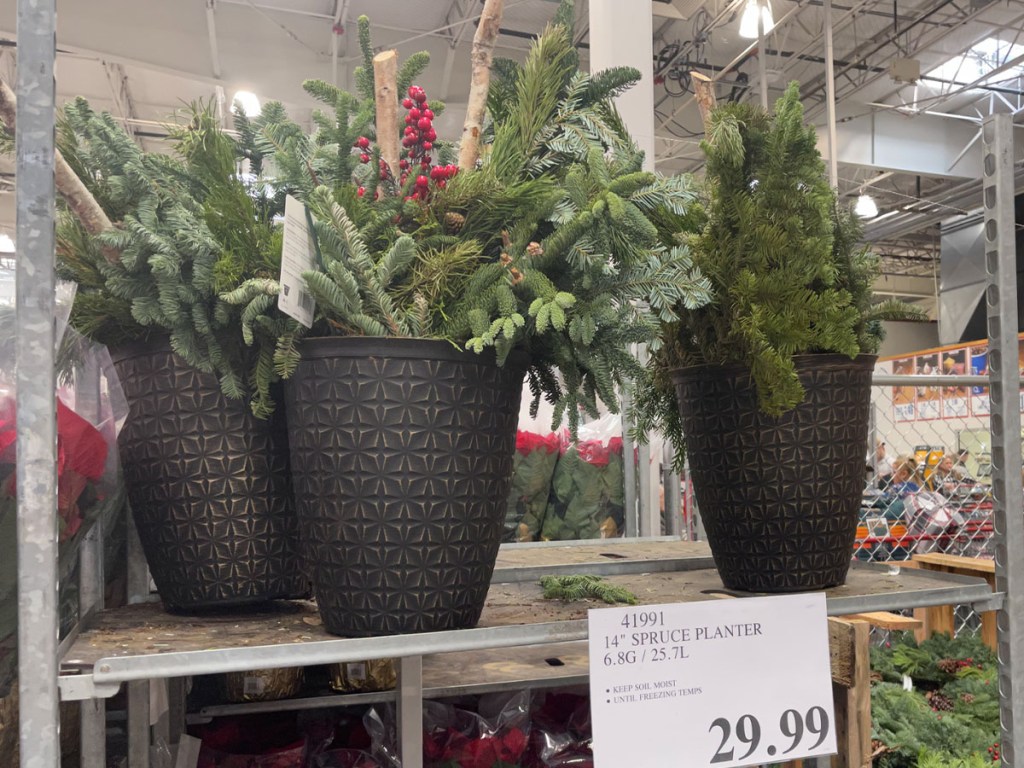 costco holiday spruce