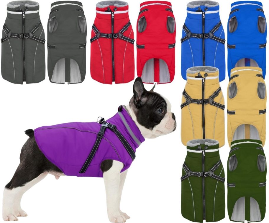 dog in a purple dog coat with examples of additional color options