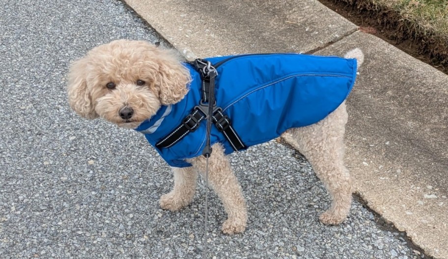 a a tan pup in a blue dog coat