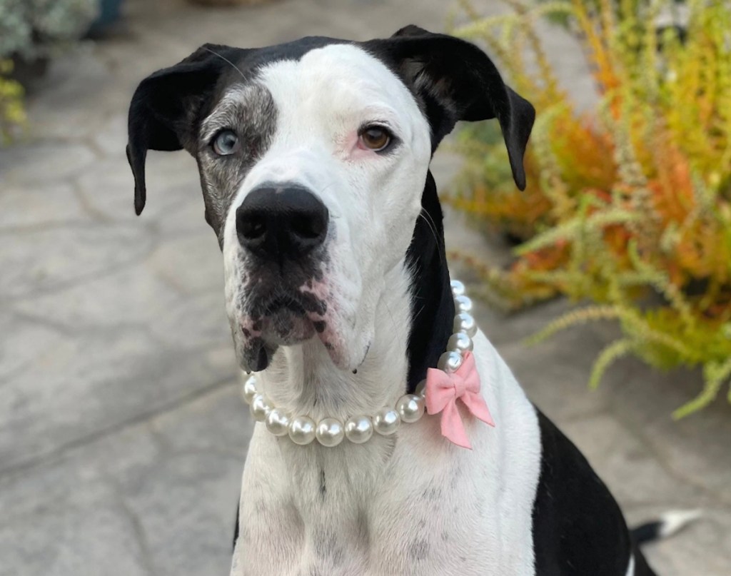 black and white dog wearing pearl necklace with pink bow