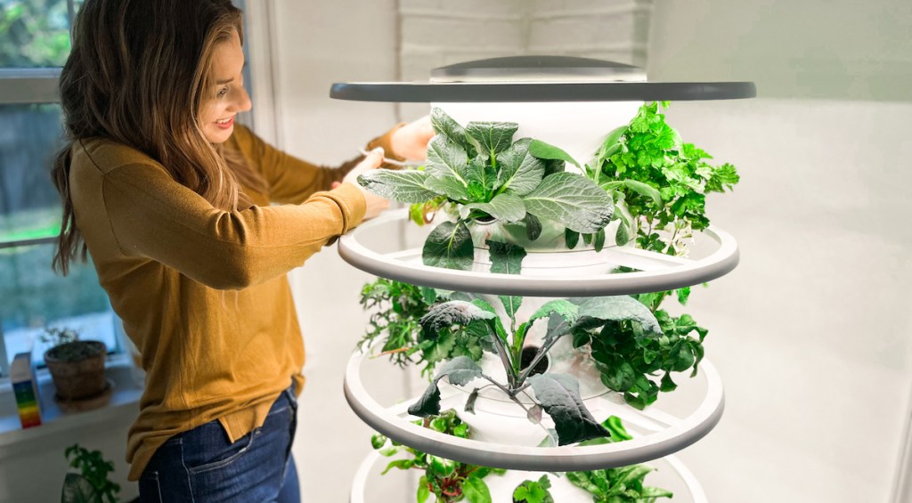 woman clipping greens from lettuce grow hydroponic garden