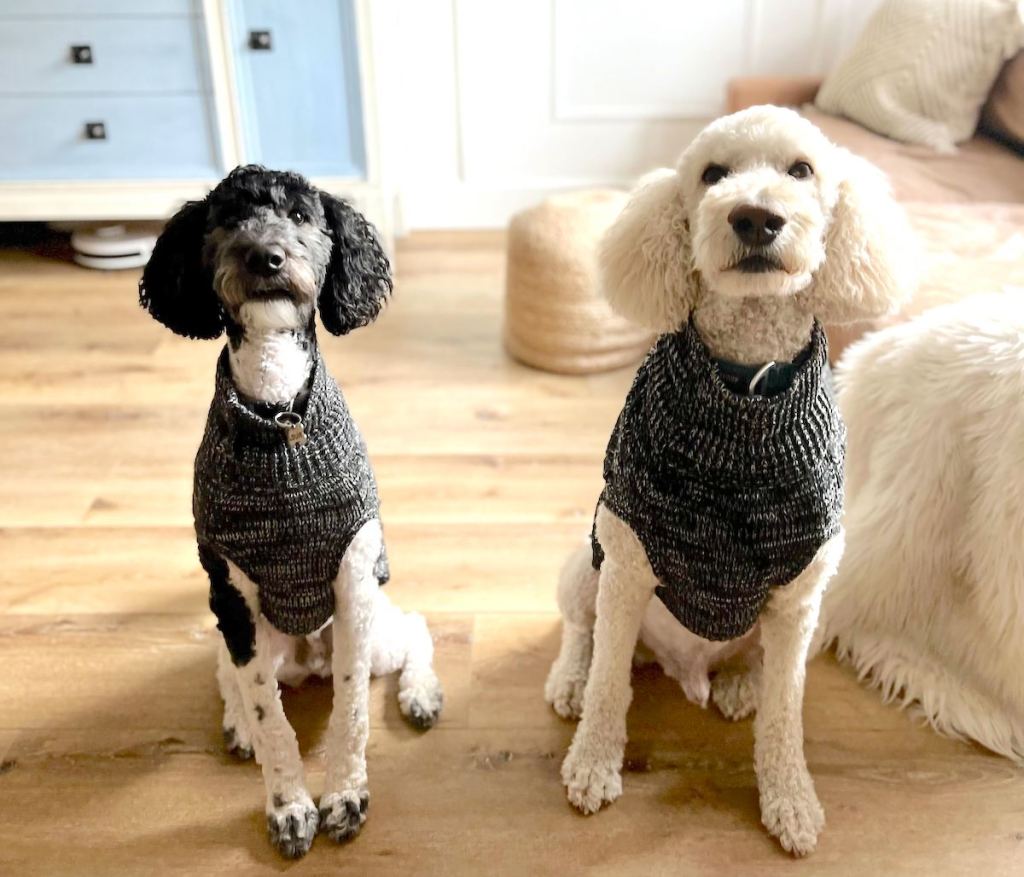 two dogs wearing black sweaters