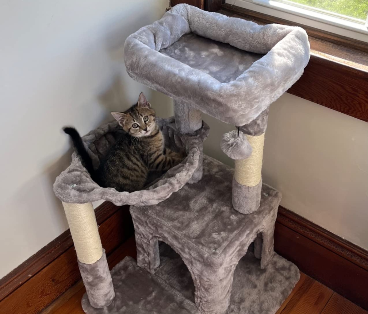 kitten in gray cat tree