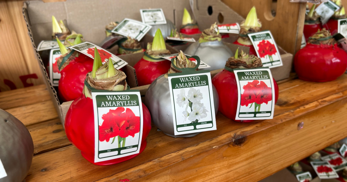 Waxed Amaryllis Bulbs Just 7.99 at Trader Joe's These Easy Care