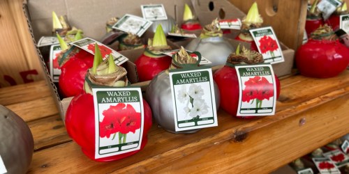 Waxed Amaryllis Bulbs Just $7.99 at Trader Joe’s | These Easy Care Flowers Need No Water + Great for Gifting!