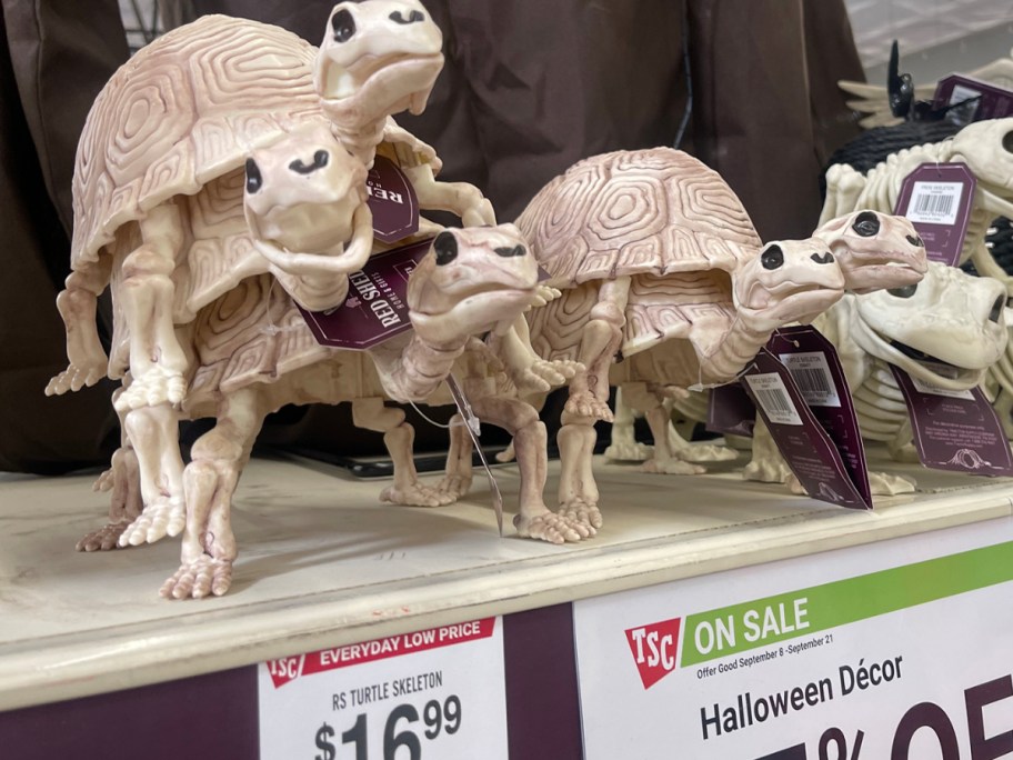 skeleton turtle decor on shelf