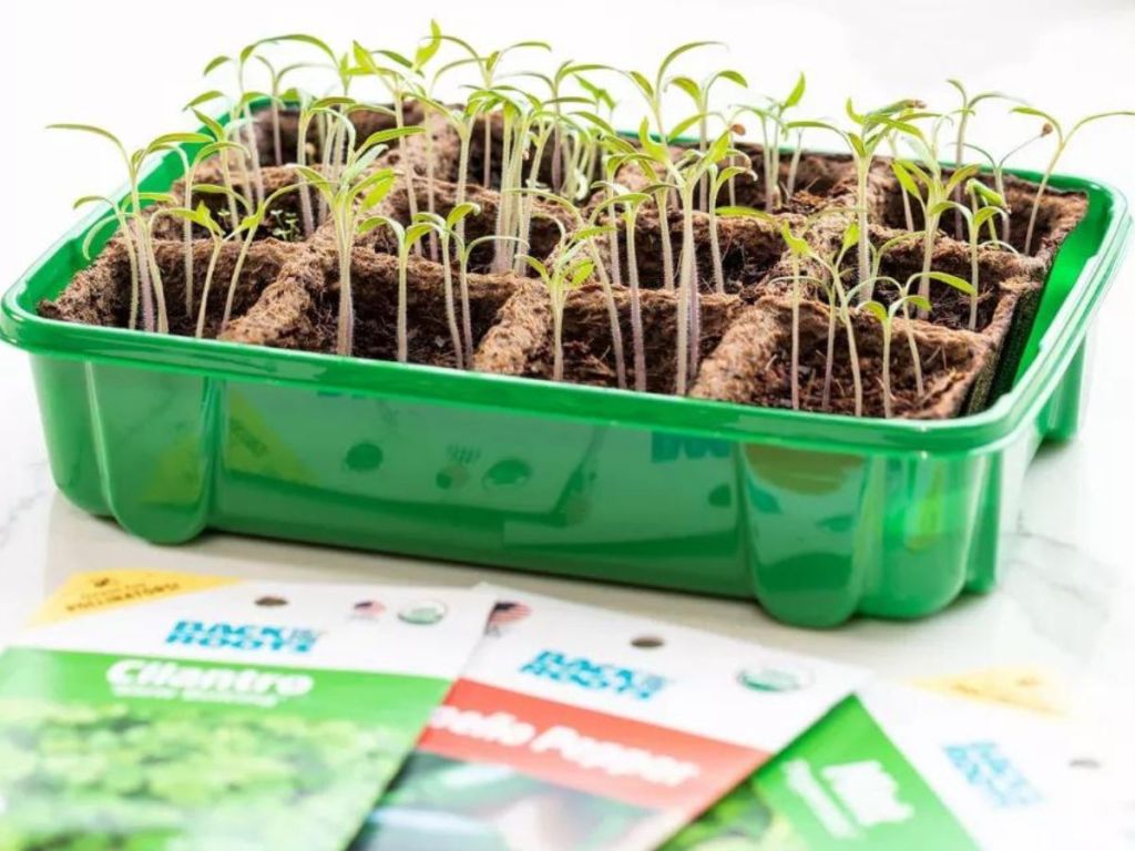 Back to the Roots Seed Germination Kit filled with sprouts