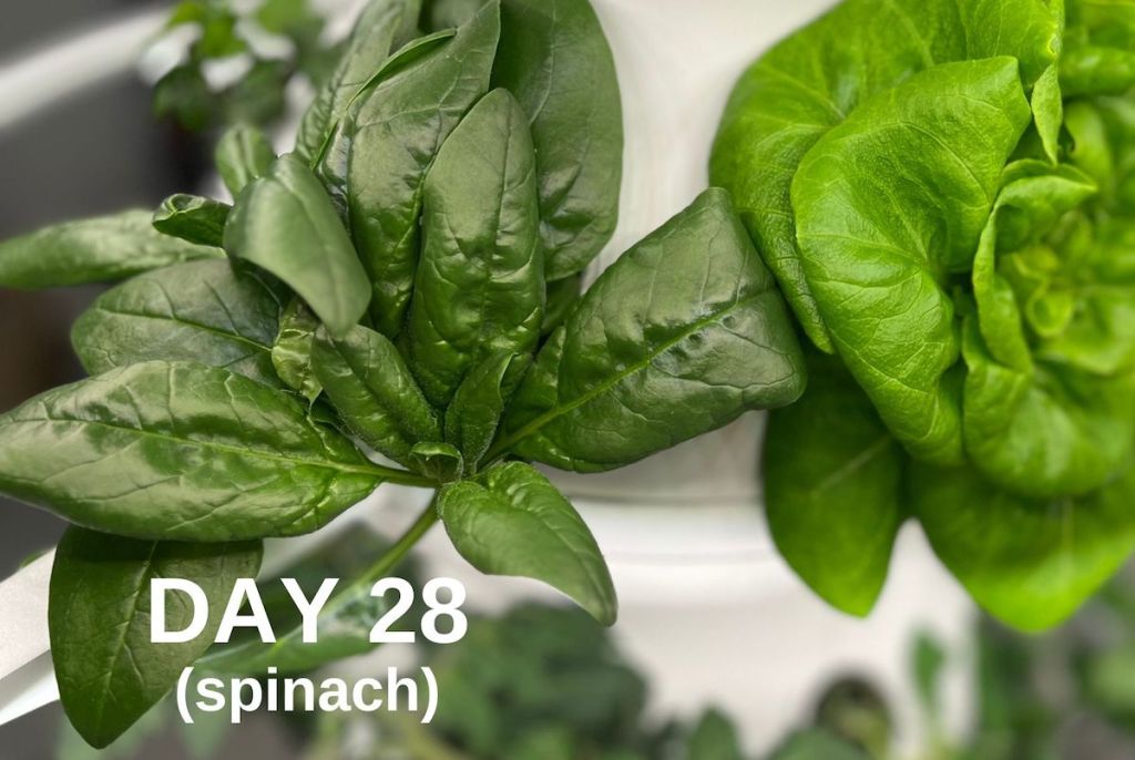 spinach plant growing on hydroponic garden