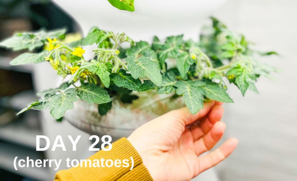 hand holding cherry tomato plant with yellow buds