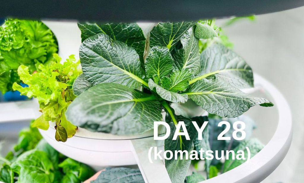 komatsuna plant on day 28 on lettuce grow