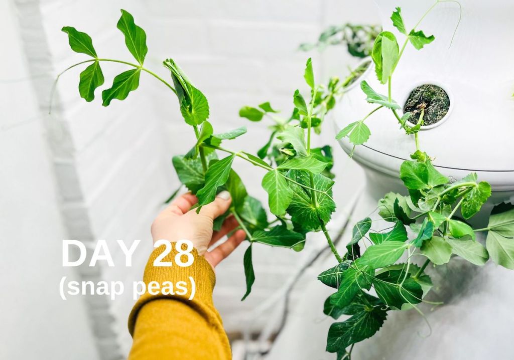 hand holding snap pea plant on hydroponic garden