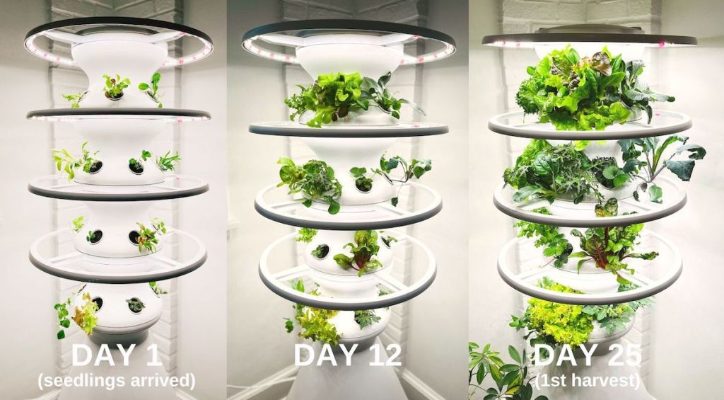 lettuce grown hydroponic garden 25 days results