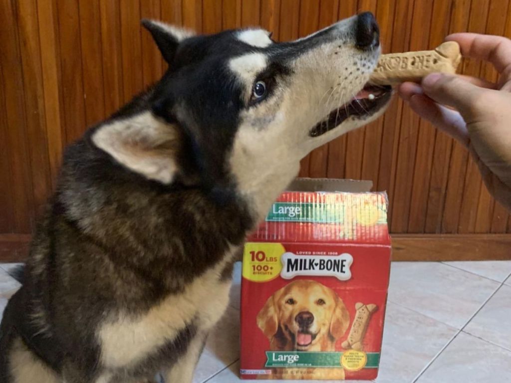 dog getting a Milk-Bone Dog Treats