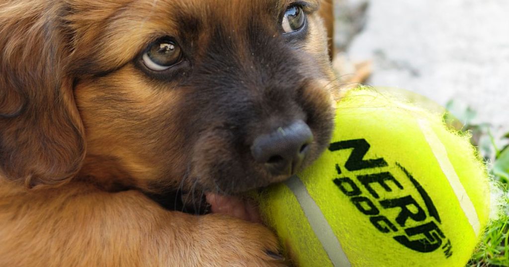 dog biting on Nerf dog tennis ball