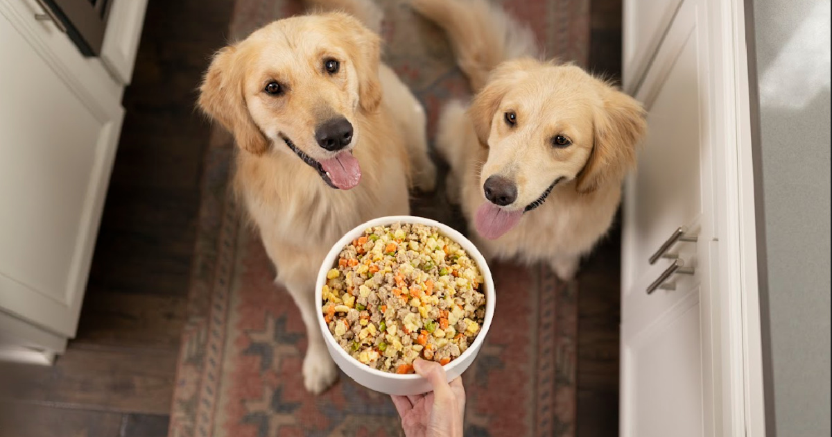 Two dogs ready to eat bowl of fresh food 