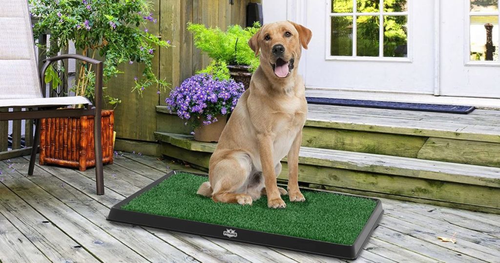 dog sitting on Petmaker 3-Layer Artificial Grass Puppy Pee Training Pad