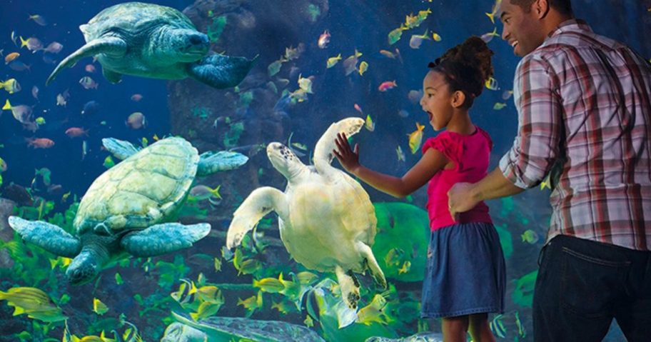 Child at SeaWorld learning about aquarium with teacher