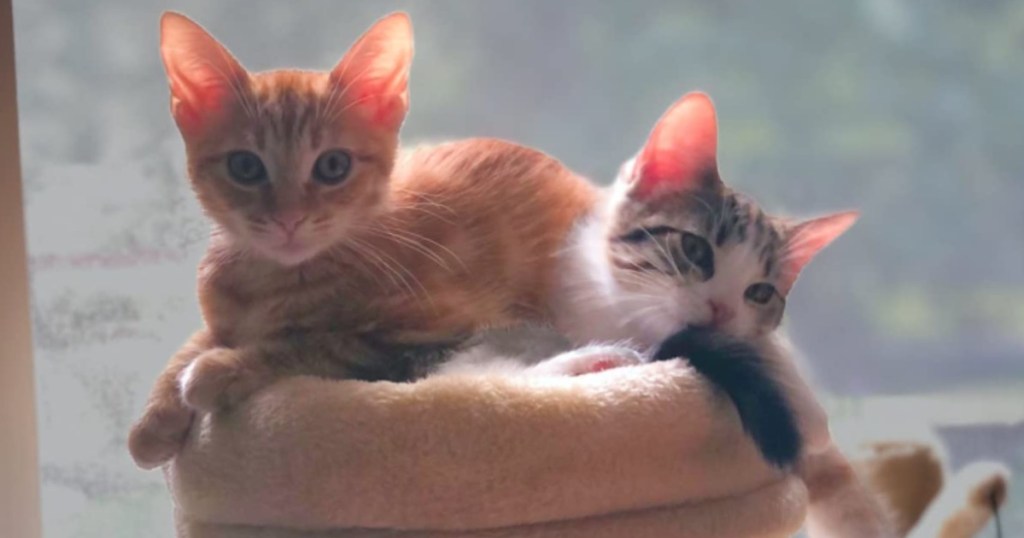2 kittens on top of cat tree