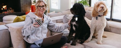 woman sitting on couch with laptop and two dogs