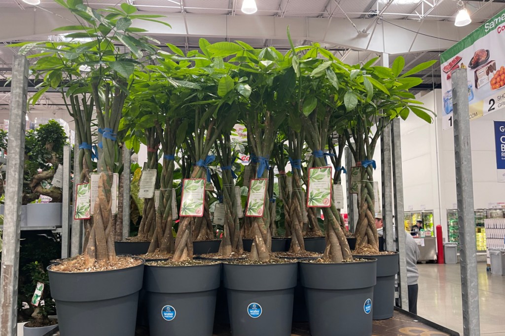 a collection of money trees on display at costco