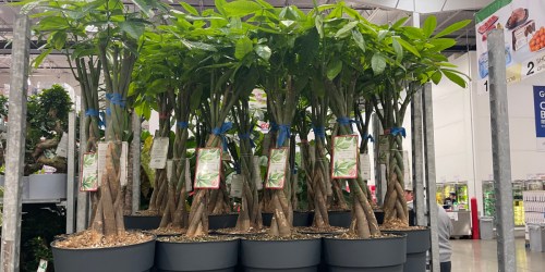 Live Costco Trees & Plants from $24.99 | Money Tree, Shaped Bonsai, & More